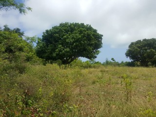 Bull Savannah, St. Elizabeth, Jamaica - Residential lot for Sale